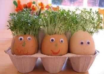 Đặt các cây trồng mini vào vỏ trứng và để lên vỉ (Nguồn: Internet)