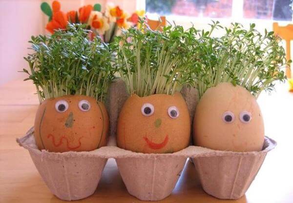 Đặt các cây trồng mini vào vỏ trứng và để lên vỉ (Nguồn: Internet)