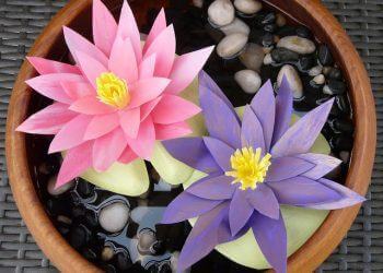 Ý tưởng làm hoa súng từ vỏ nhựa không thể bỏ qua