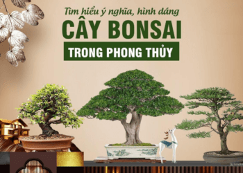 Cây bonsai là gì? Ý nghĩa 3+ dáng cây bonsai đẹp