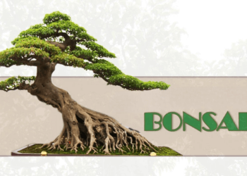 4+ kỹ thuật uốn cây bonsai nghệ thuật nên biết