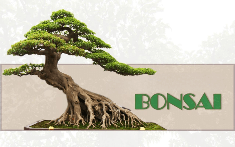 4+ kỹ thuật uốn cây bonsai nghệ thuật nên biết 2