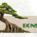 4+ kỹ thuật uốn cây bonsai nghệ thuật nên biết