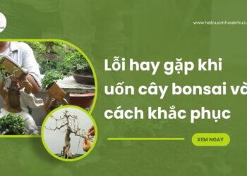 6 lỗi hay gặp khi uốn cây bonsai và cách khắc phục 12 6 lỗi hay gặp khi uốn cây bonsai và cách khắc phục